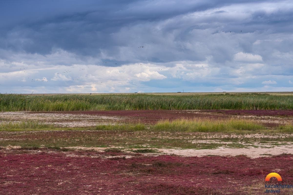 Saryarka-哈萨克斯坦北部的草原和湖泊