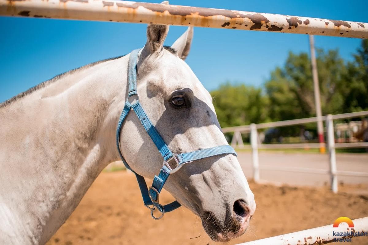 Equestrian Tourist Club