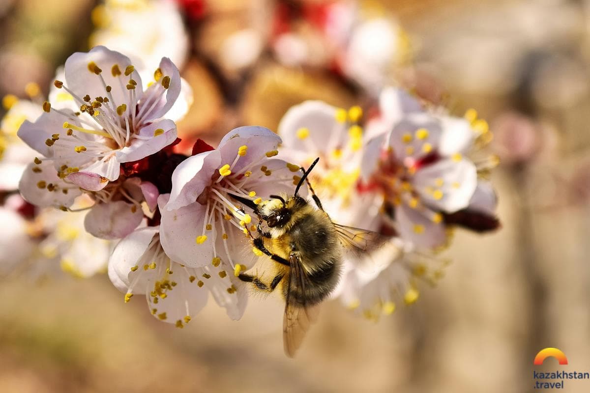 Private Museum of Bees