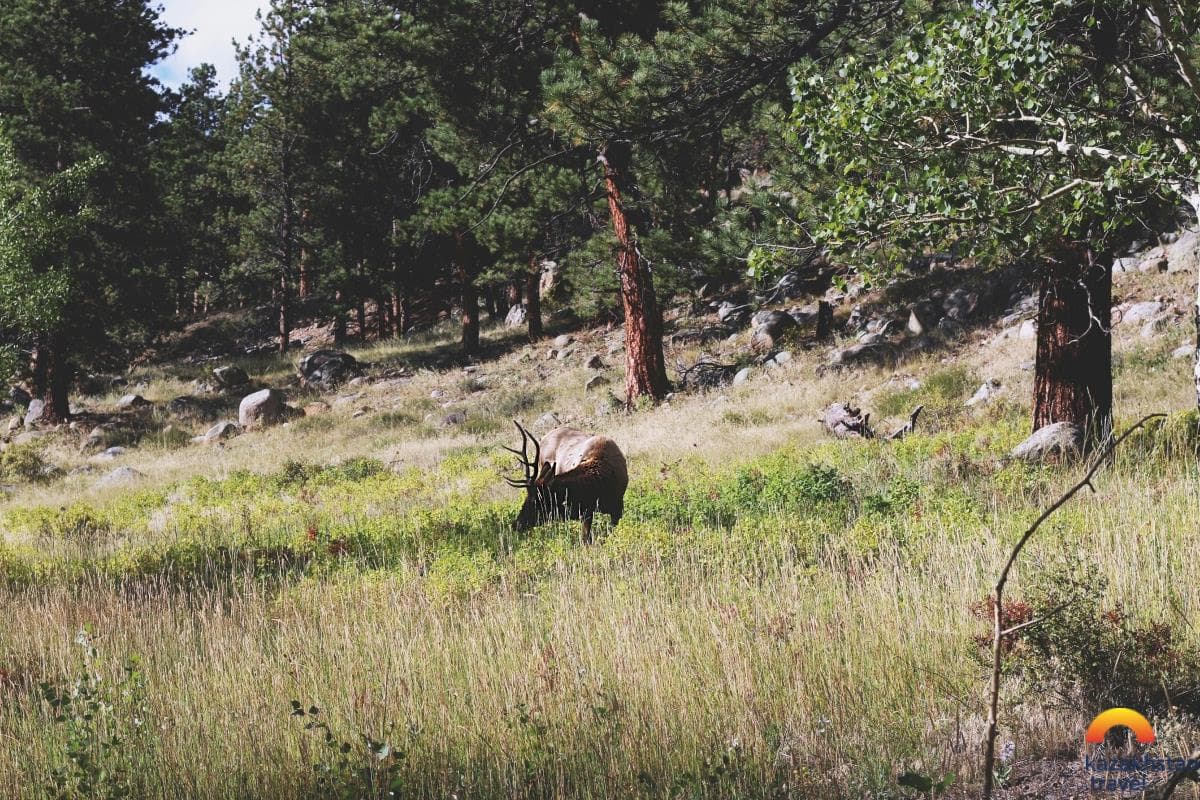 Агрокомплекс Лесная ферма AQ MARAL