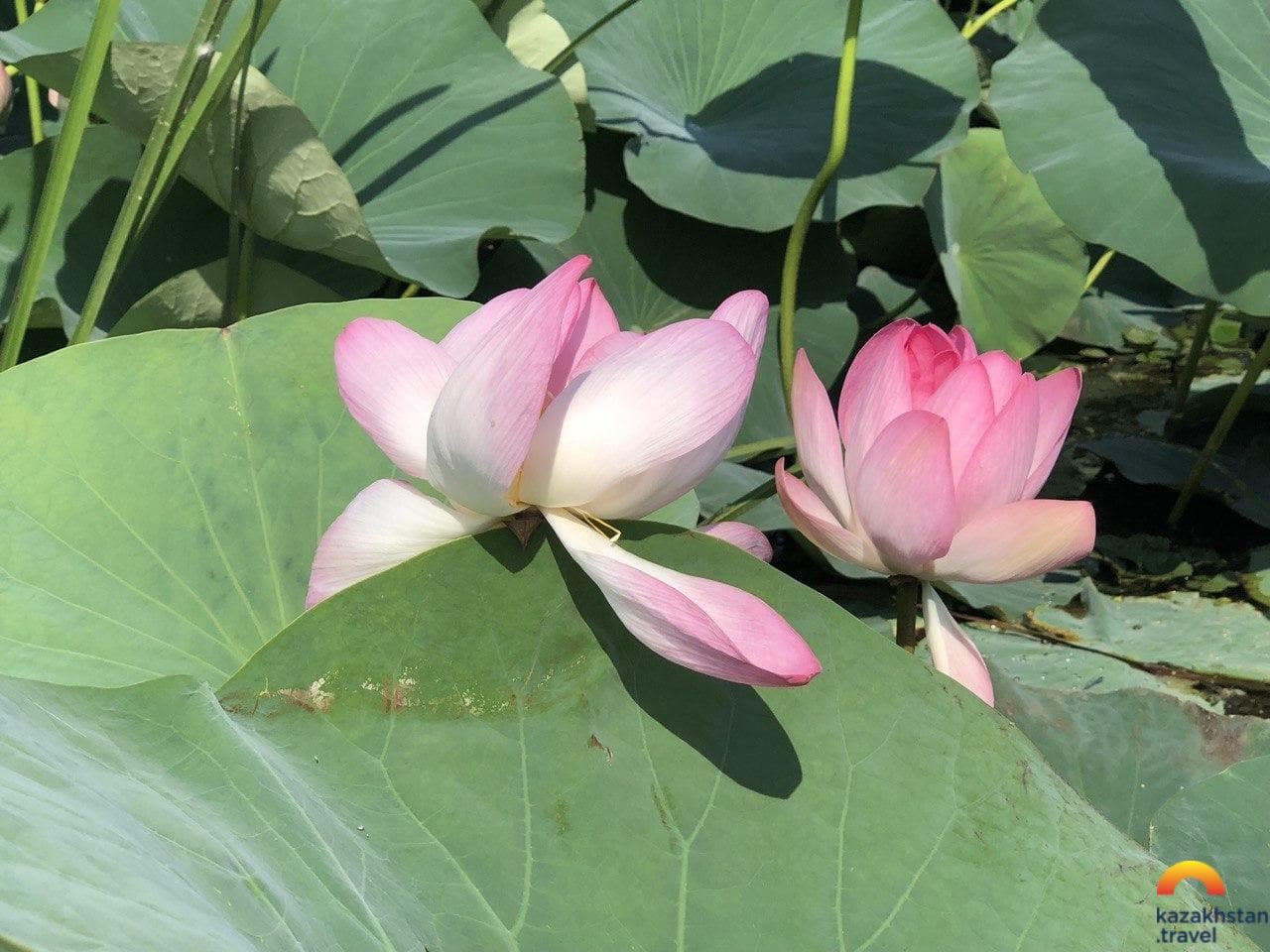Caspian lotus flowers